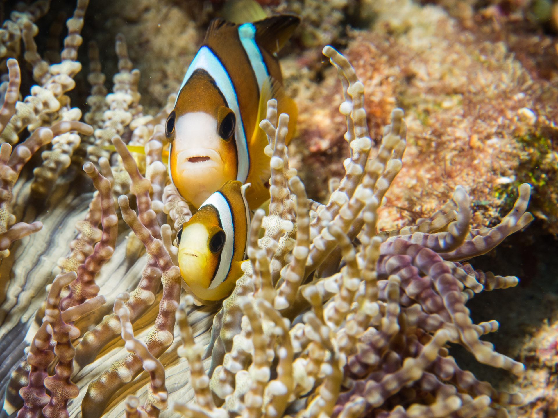 Common clownfish in anemone