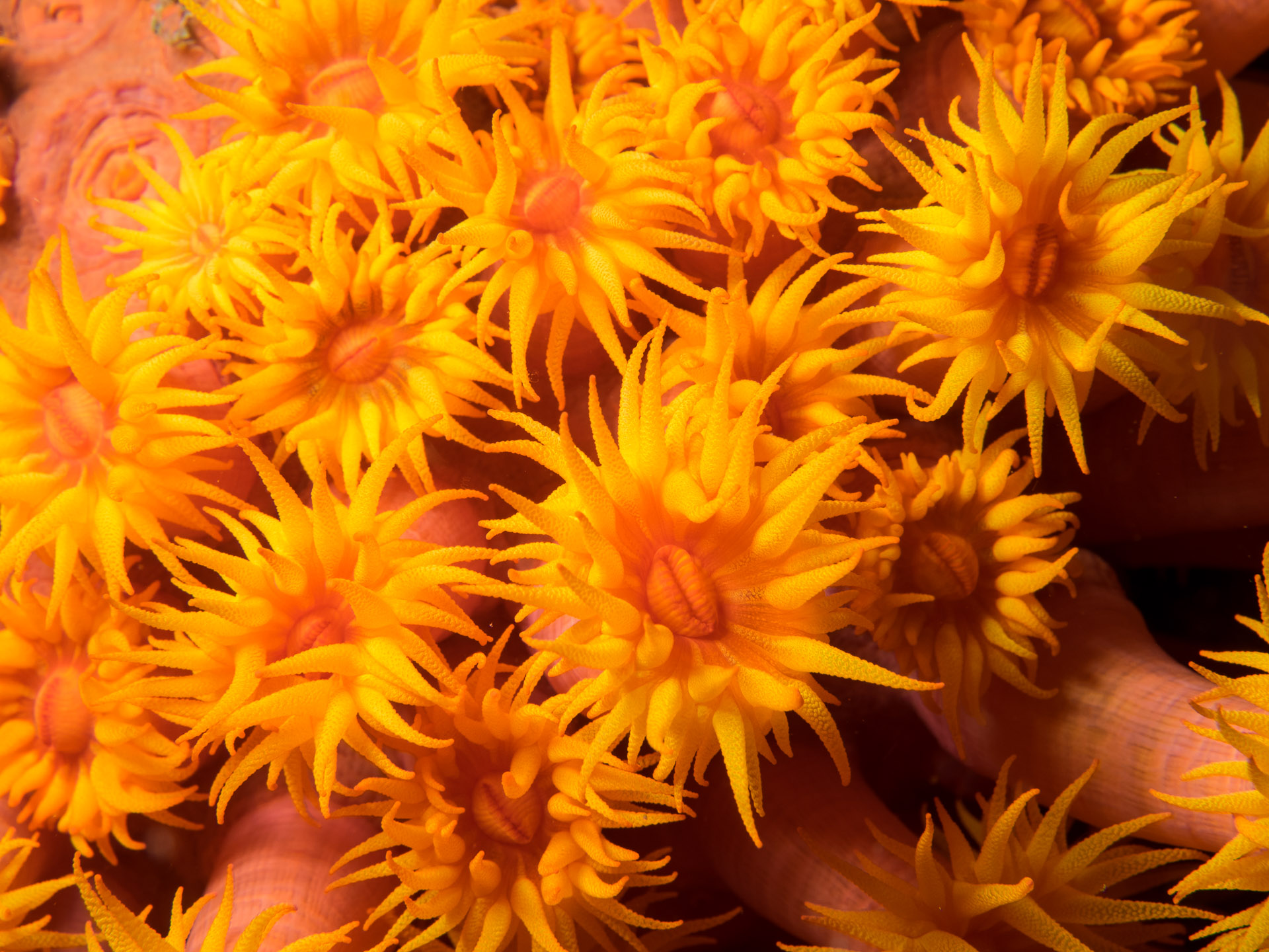 Sunflower coral