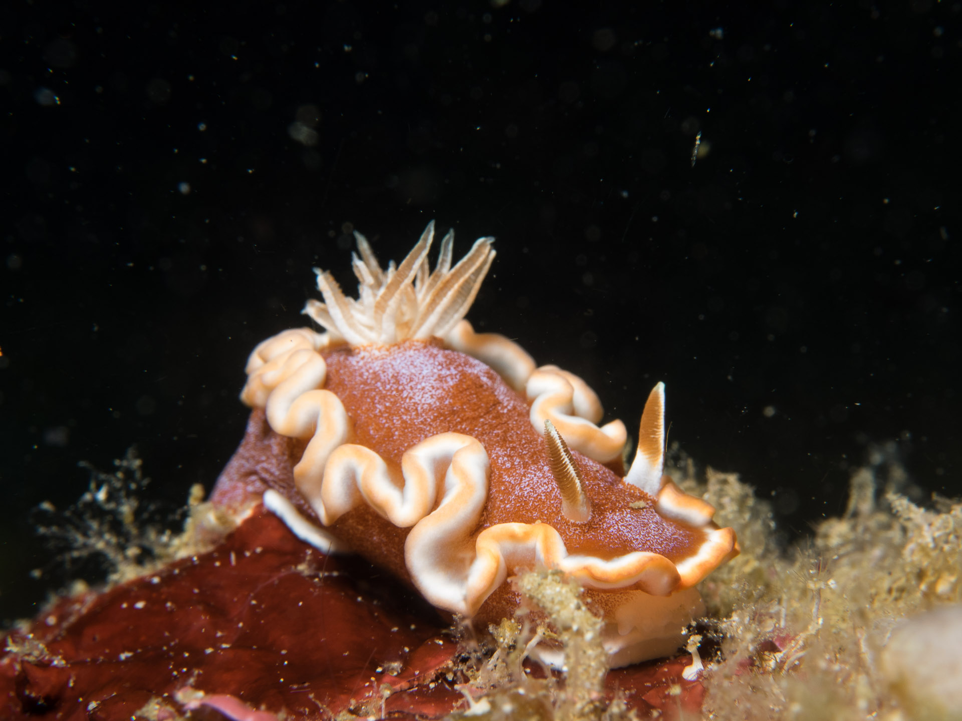 Glossodoris nudibranch
