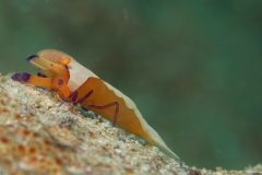 Emperor Shrimp