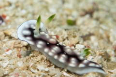 Chromodoris nudibranch