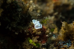 Glossodoris nudibranch