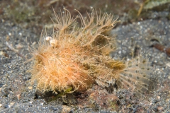 Hairy frogfish