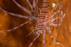 Lion fish in sponge