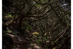 Madeira2018-003-P6220202