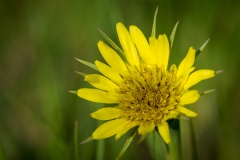 Good Morning Starshine