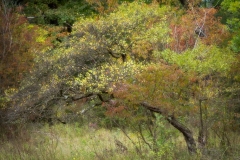 Impressions of an autumn day