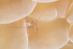 Home is where your coral lives