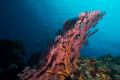 bluehmann-024-P6100676